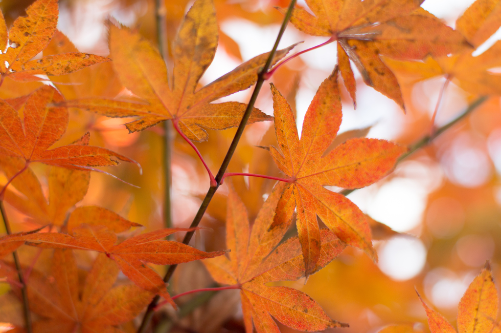 吹き上がる紅葉