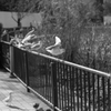鳥撮り