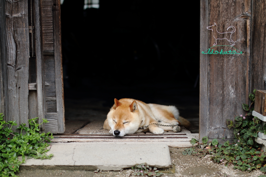 Guard dog on duty?