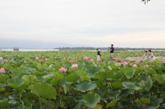 琵琶湖の蓮