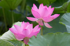 琵琶湖の蓮