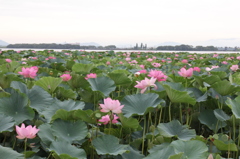 琵琶湖の蓮