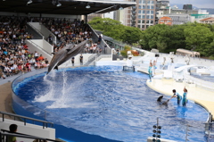 京都水族館イルカショウ