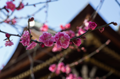 北野天満宮の梅