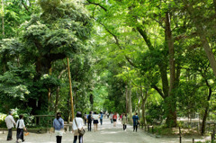 下鴨神社糺の森2