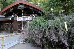 梨木神社の萩