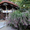 梨木神社の萩