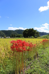 彼岸花2