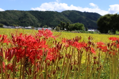 彼岸花1
