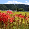 彼岸花1