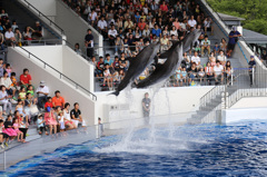 京都水族館イルカショウ