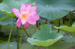 琵琶湖の蓮
