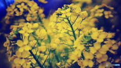 菜花