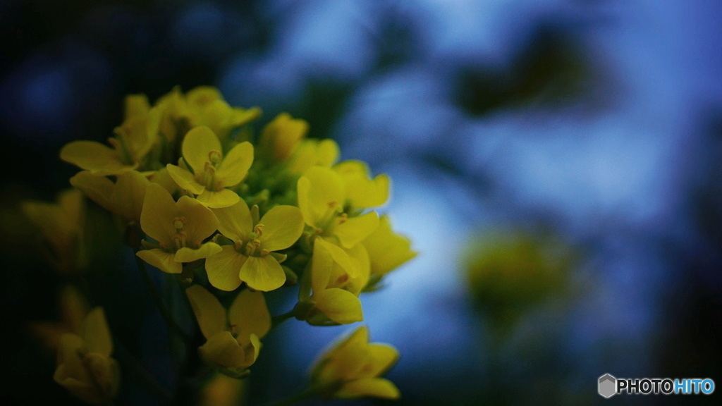菜花