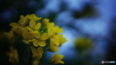 菜花