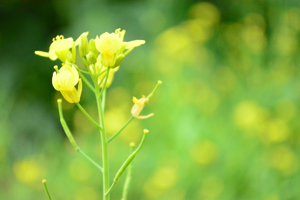 Field mustard