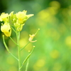Field mustard