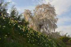 北山大枝垂桜