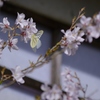 神社のさくら