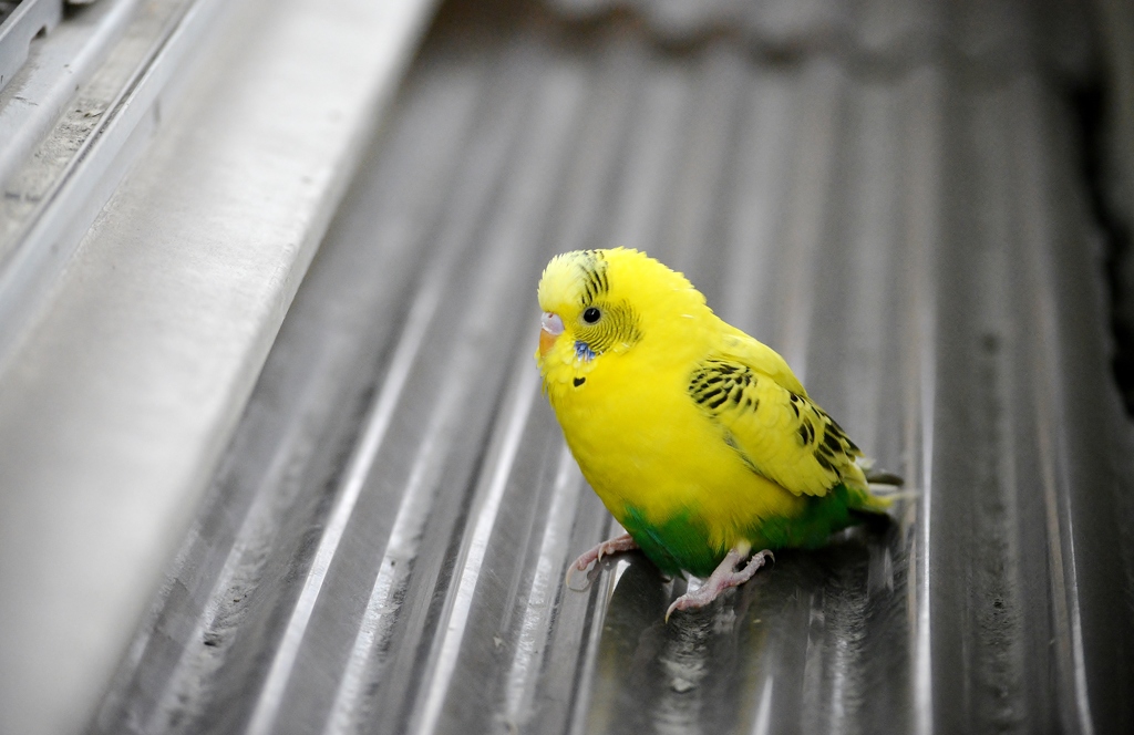 家出インコ