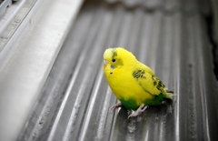家出インコ