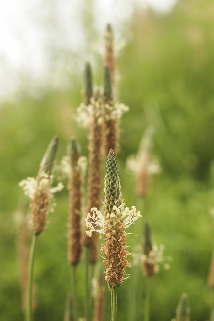 野の花