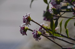 沈丁花