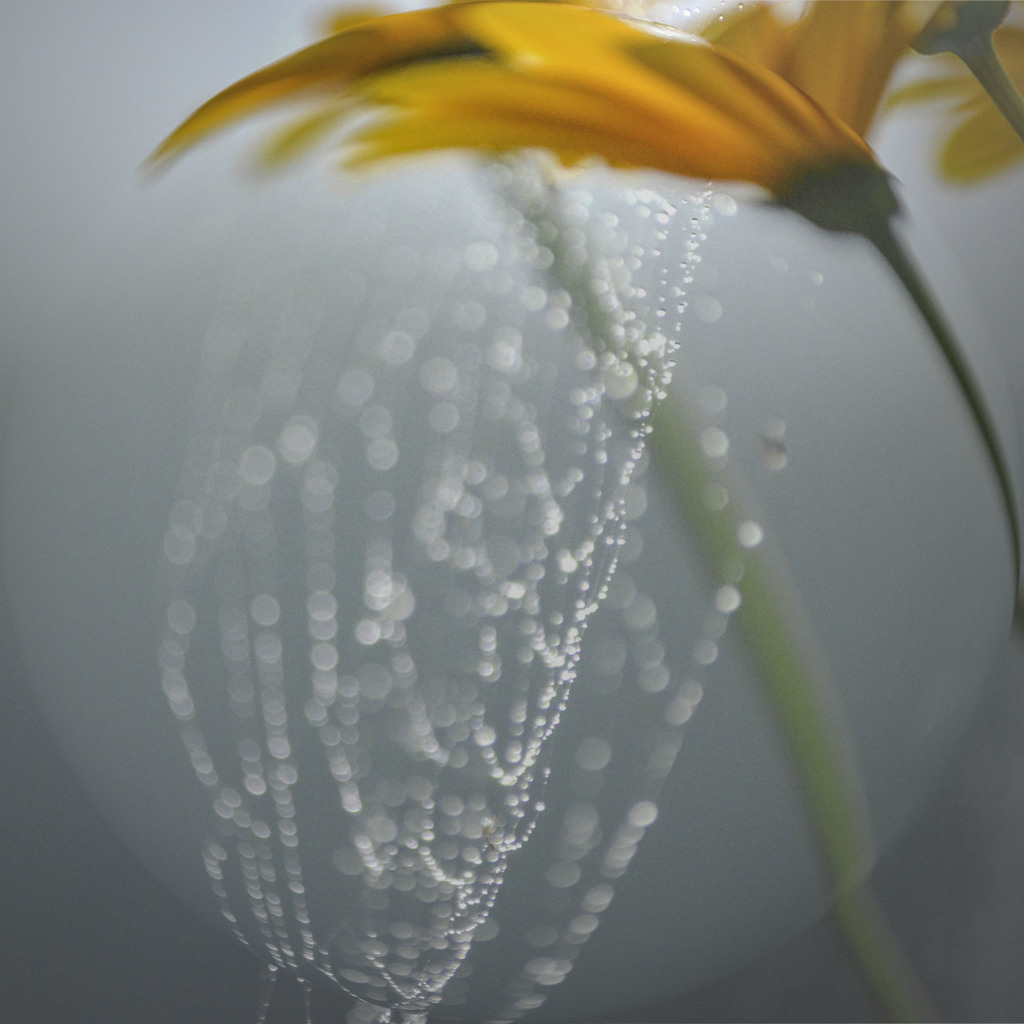 雨上がりの贈り物