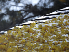 雪の高山国分寺