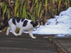 ワッセ　ワッセ　