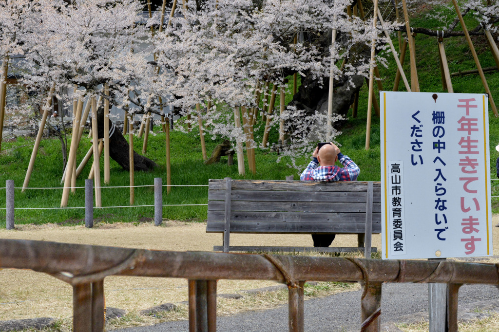 千年生きてます。