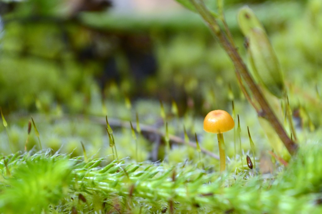 ちっちゃいきのこちゃん