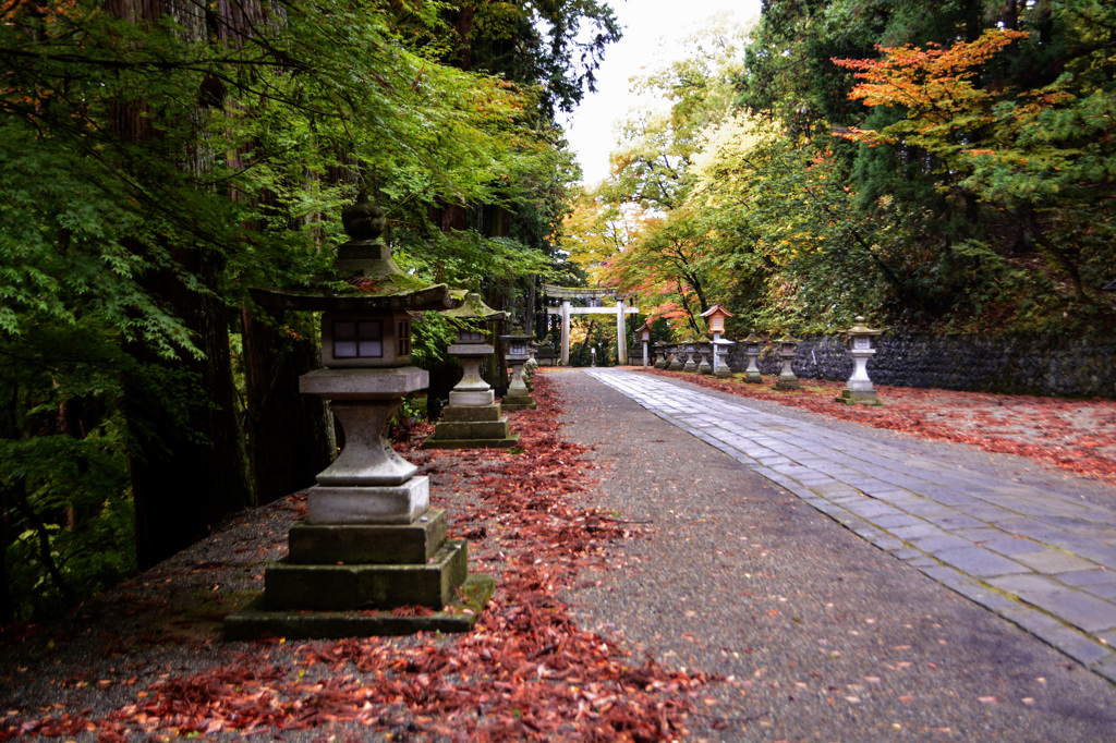 参道の秋