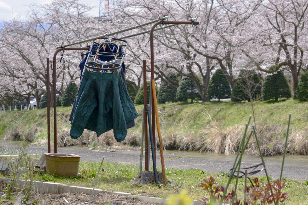 背景はさくら