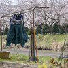 背景はさくら