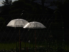 雨上がり