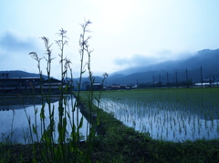 早朝の田園