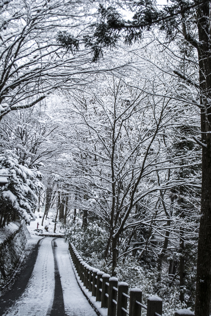 雪の朝