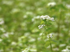 蕎麦の花