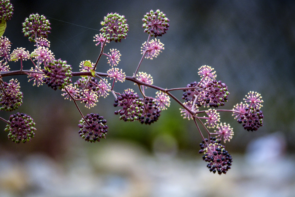 晩秋の花火