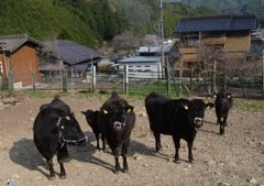 　　小さな牧場の飛騨牛　カメラ目線