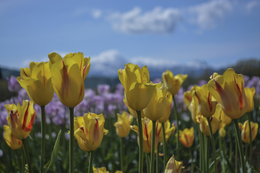 ２０１４-５-１８　牧歌の里 