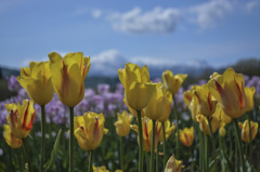 ２０１４-５-１８　牧歌の里 