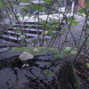 神社の片隅で