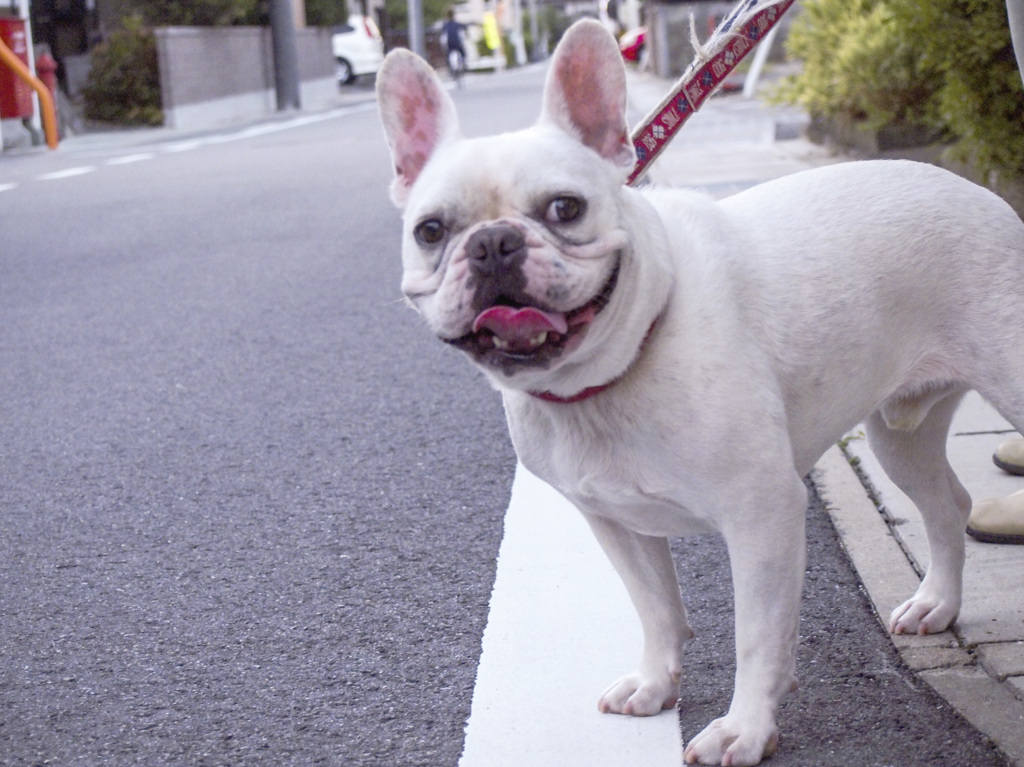 モデルふくちゃん　