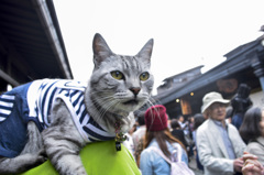 秋の高山祭り