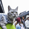 秋の高山祭り