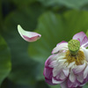 落花