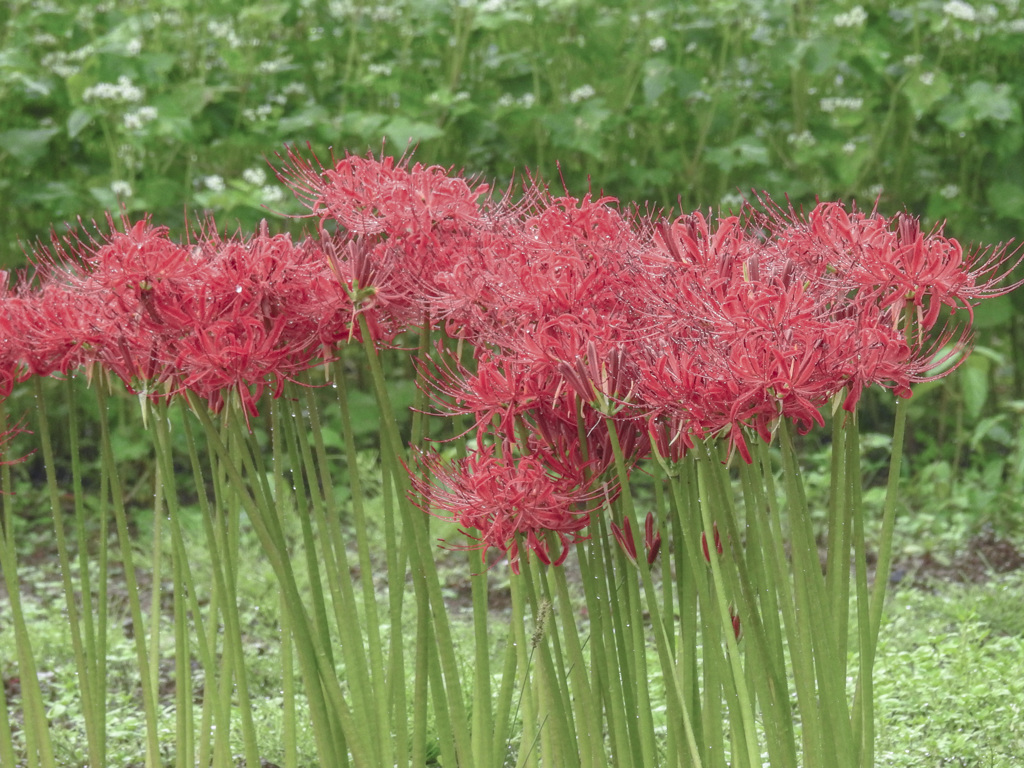 雨の彼岸花