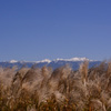 ススキと冠雪